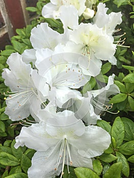 Rhododendron albiflorum photo